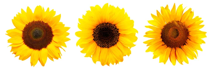Foto op Plexiglas Drie zonnebloemen geïsoleerd op een witte achtergrond © by-studio