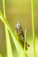 grasshopper sits in the grass.