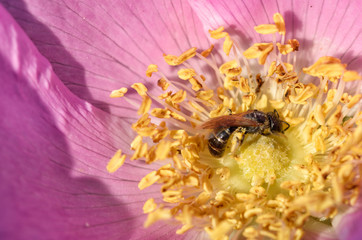 A bee collects nectar from a flower.