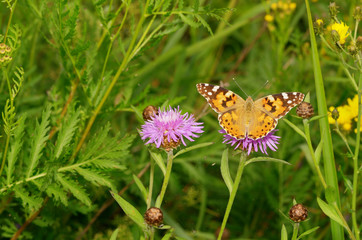 Butterfly drinks nectar from a flower.