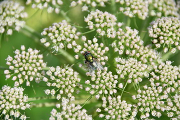 Fliege auf Engelwurzblüte