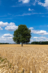 Getreidefelder mit einzelnem Baum in der Mitte und einem strahlend blauen Himmel mit vielen weißen Wolken