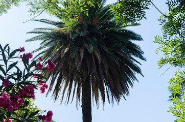 palma