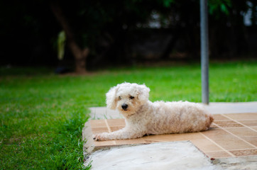 Four-legged friend..