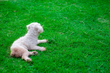 Four-legged friend..