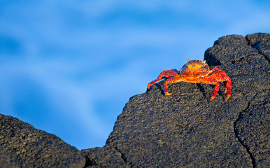 Galapagos Sally lightfoot crab closeup