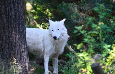 white wolf in the forest