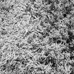 Lichen texture closes up. The image is in the background.