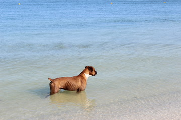 Hund am Meer