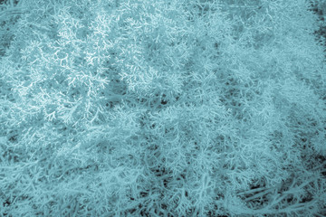 Blue moss in the forest. Abstract background