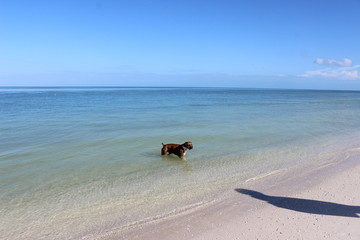 Hund am Meer