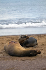 Fototapeta premium Sea lion from Galapagos islands