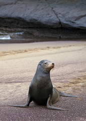 Sea lion from Galapagos islands