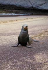 Sea lion from Galapagos islands