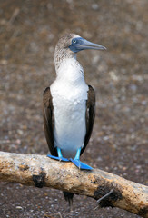 Blue-footed booby from Galapagos