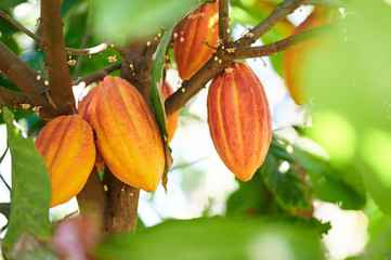 Cacao harvesting theme