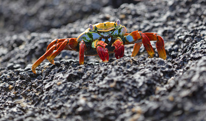 Sally lightfoot crab closeup