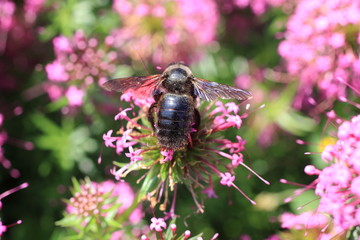 régal du bourdon
