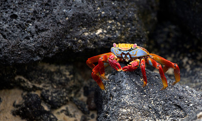 Sally lightfoot crab closeup