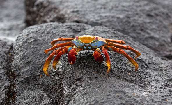 Sally lightfoot crab closeup