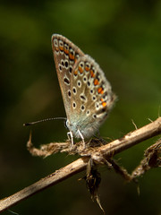 motyl