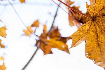 Yellow maple leaf close-up on a light background