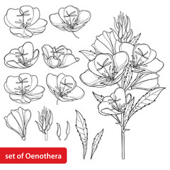 Set with outline ornate Oenothera or evening primrose flower bunch with bud and leaf in black isolated on white background. - obrazy, fototapety, plakaty