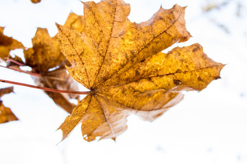 Yellow maple leaf close-up on a light background