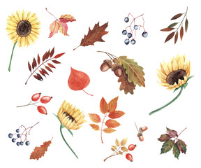 Hand painted watercolor illustration. Set with sunflowers, autumn leaves and berries