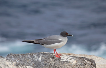 Beautiful Swallow-tailed gull on a rock, Galapagos islands
