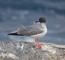 Beautiful Swallow-tailed gull on a rock, Galapagos islands