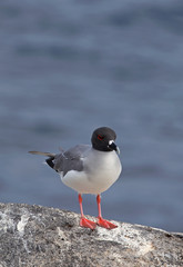 Beautiful Swallow-tailed gull on a rock, Galapagos islands