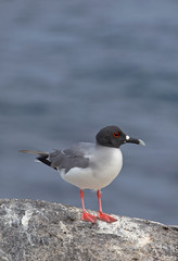 Beautiful Swallow-tailed gull on a rock, Galapagos islands