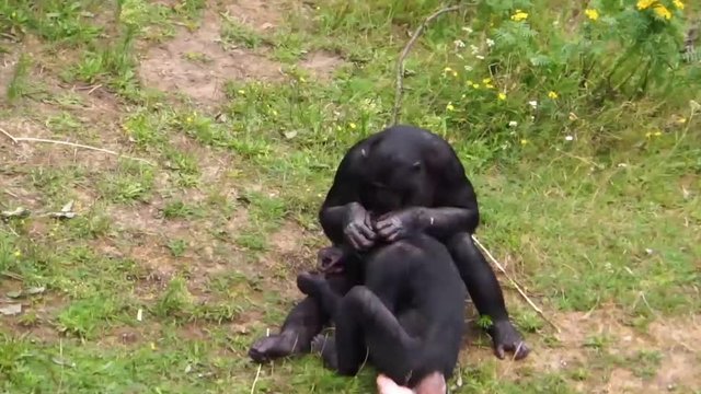 bonobo couple grooming, popular human apes, pygmy chimpanzees, Social primate behavior, endangered animal specie from Africa
