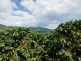 Fototapeta na wymiar Coffee in the Mountains