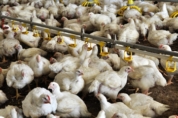 Farm for growing broiler chickens