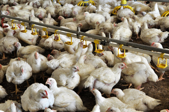 Farm for growing broiler chickens