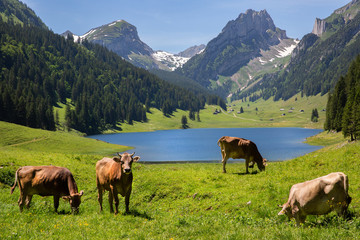 Naklejka premium Swiss cows in front of lake and mountains
