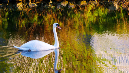 Schwan mit Lichtreflektionen im Wasser