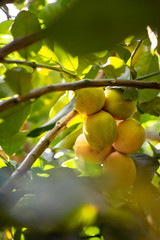 lemon tree with fruits, beautiful lemon tree. Homemade organic lemons hang on a lemon tree. Branch with lemons large plan.