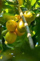 lemon tree with fruits, beautiful lemon tree. Homemade organic lemons hang on a lemon tree. Branch with lemons large plan.