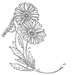 Corner bouquet with outline Gerbera or Gerber flower and leaf in black isolated on white background. 