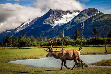 ELk with Mountain 