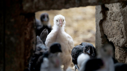 Großes weißes Küken