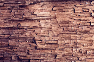 Tree bark texture. Old wooden wall background