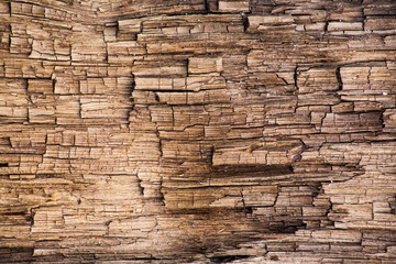 Tree bark texture. Old wooden wall background
