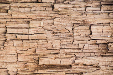 Tree bark texture. Old wooden wall background