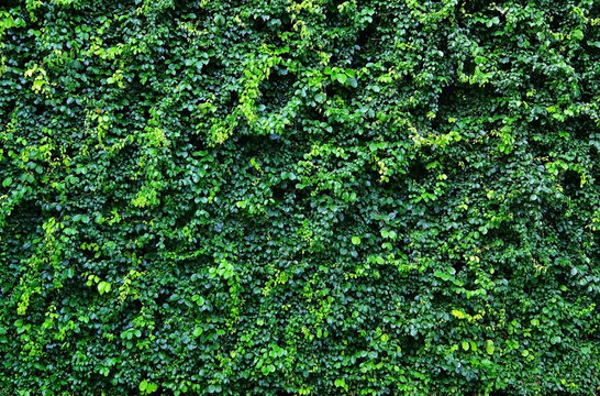 green leaves wall 