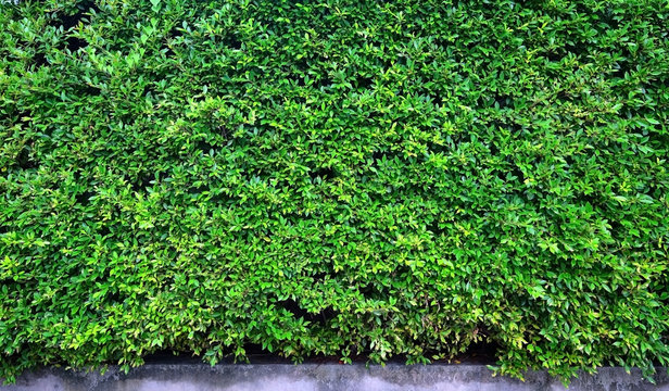 green leaves wall with cement pots