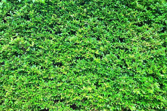 green leaves wall 